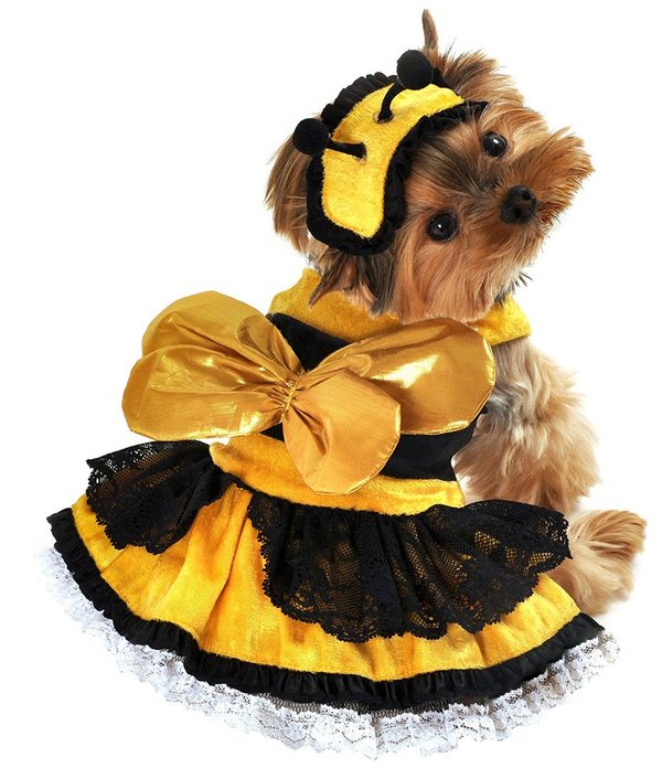Honey Bee Dog Costume