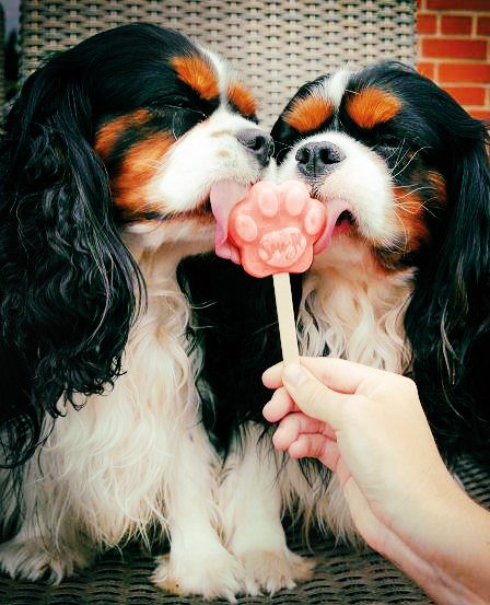 Ice Treat Mix for Dogs – Watermelon