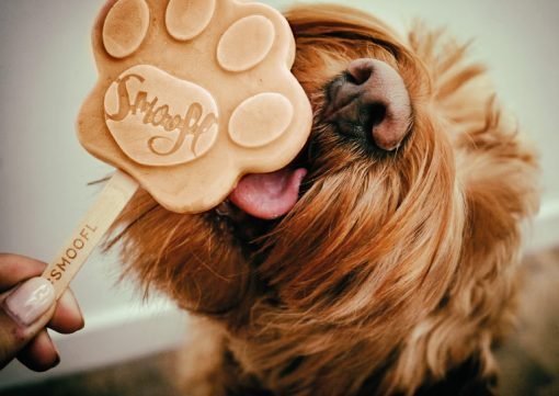 Ice Treat Mix for Dogs – Peanut Butter